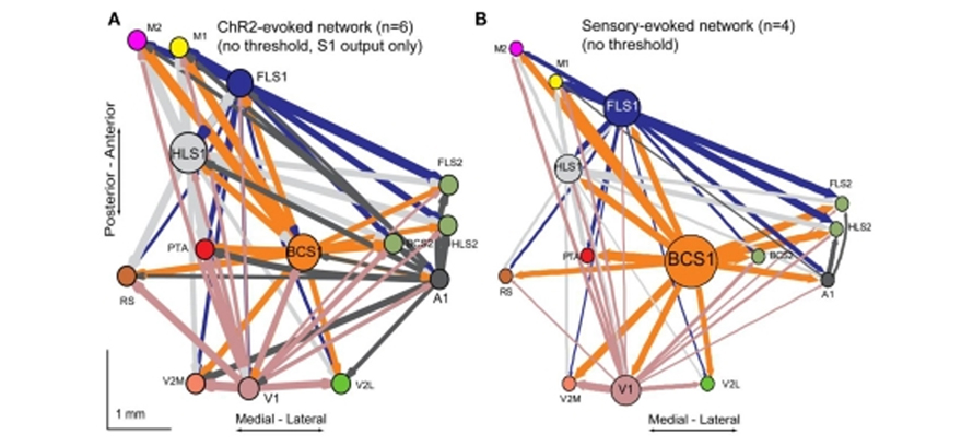 Network Diagram: Visualizing Connections